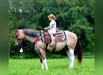 Paint Horse Mix, Merrie, 3 Jaar, 147 cm, Gevlekt-paard