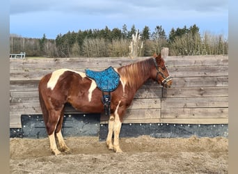 Paint Horse, Merrie, 3 Jaar, 147 cm, Tobiano-alle-kleuren