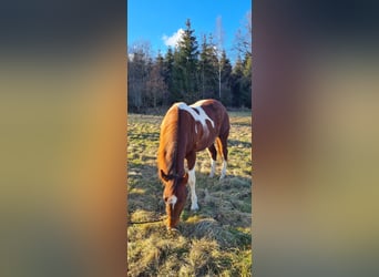 Paint Horse, Merrie, 3 Jaar, 147 cm, Tobiano-alle-kleuren