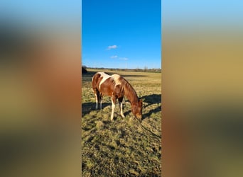 Paint Horse, Merrie, 3 Jaar, 147 cm, Tobiano-alle-kleuren