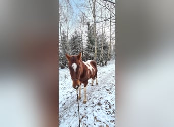 Paint Horse, Merrie, 3 Jaar, 147 cm, Tobiano-alle-kleuren