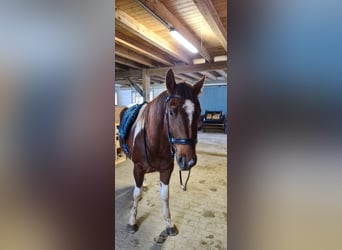 Paint Horse, Merrie, 3 Jaar, 147 cm, Tobiano-alle-kleuren