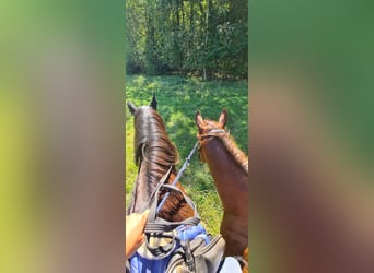 Paint Horse, Merrie, 3 Jaar, 147 cm, Tobiano-alle-kleuren