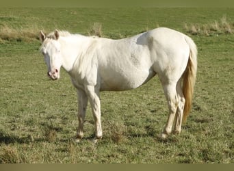 Paint Horse, Merrie, 3 Jaar, 150 cm, Perlino