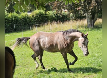 Paint Horse, Merrie, 3 Jaar, 150 cm, Vos