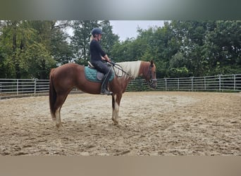 Paint Horse Mix, Merrie, 3 Jaar, 153 cm, Gevlekt-paard