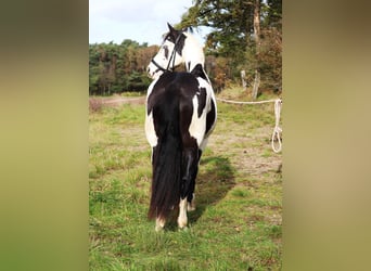 Paint Horse Mix, Merrie, 3 Jaar, 157 cm