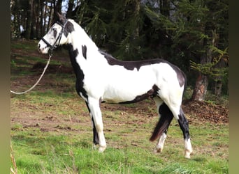 Paint Horse Mix, Merrie, 3 Jaar, 157 cm