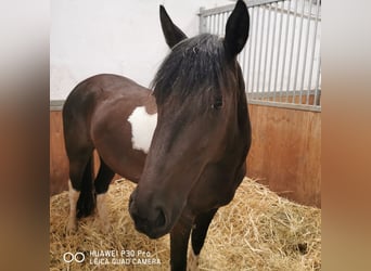 Paint Horse Mix, Merrie, 3 Jaar, Tobiano-alle-kleuren