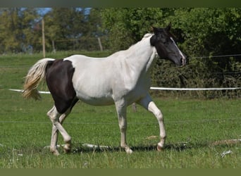 Paint Horse, Merrie, 3 Jaar, Tobiano-alle-kleuren