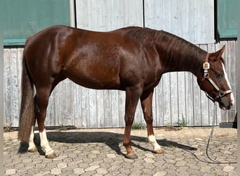 Paint Horse, Merrie, 4 Jaar, 142 cm, Vos