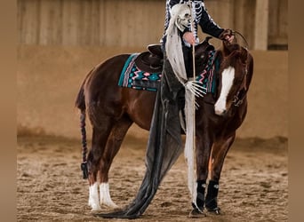 Paint Horse, Merrie, 4 Jaar, 142 cm, Vos