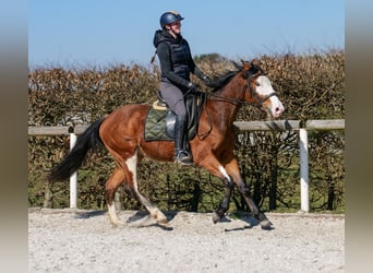 Paint Horse Mix, Merrie, 4 Jaar, 145 cm, Gevlekt-paard