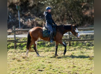 Paint Horse Mix, Merrie, 4 Jaar, 145 cm, Gevlekt-paard