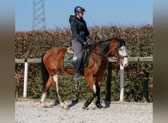 Paint Horse Mix, Merrie, 4 Jaar, 145 cm, Gevlekt-paard