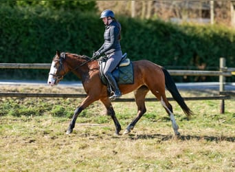 Paint Horse Mix, Merrie, 4 Jaar, 145 cm, Gevlekt-paard