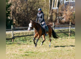 Paint Horse Mix, Merrie, 4 Jaar, 145 cm, Gevlekt-paard