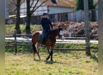 Paint Horse Mix, Merrie, 4 Jaar, 145 cm, Gevlekt-paard