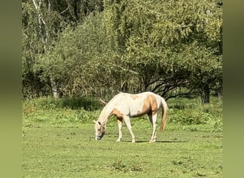 Paint Horse, Merrie, 4 Jaar, 145 cm, Tobiano-alle-kleuren