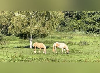 Paint Horse, Merrie, 4 Jaar, 145 cm, Tobiano-alle-kleuren