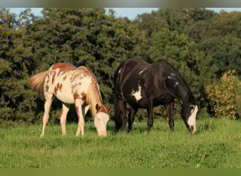 Paint Horse, Merrie, 4 Jaar, 150 cm, Overo-alle-kleuren