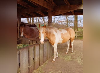 Paint Horse, Merrie, 4 Jaar, 150 cm, Palomino