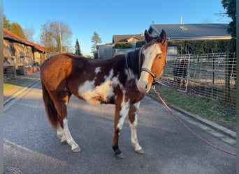 Paint Horse Mix, Merrie, 4 Jaar, 151 cm, Overo-alle-kleuren