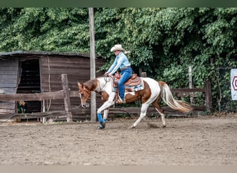 Paint Horse, Merrie, 4 Jaar, 151 cm, Tobiano-alle-kleuren