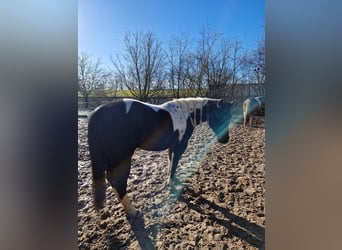 Paint Horse, Merrie, 4 Jaar, 152 cm, Gevlekt-paard