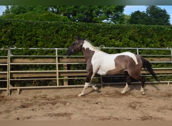 Paint Horse, Merrie, 4 Jaar, 152 cm, Grullo