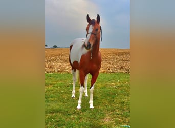 Paint Horse, Merrie, 4 Jaar, 152 cm, Tobiano-alle-kleuren