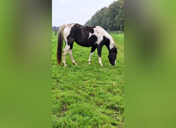 Paint Horse, Merrie, 4 Jaar, 153 cm