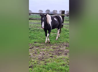 Paint Horse, Merrie, 4 Jaar, 153 cm