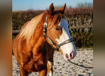 Paint Horse Mix, Merrie, 4 Jaar, 154 cm, Vos