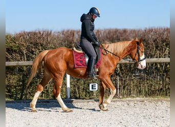 Paint Horse Mix, Merrie, 4 Jaar, 154 cm, Vos