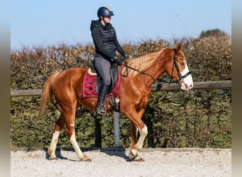 Paint Horse Mix, Merrie, 4 Jaar, 154 cm, Vos