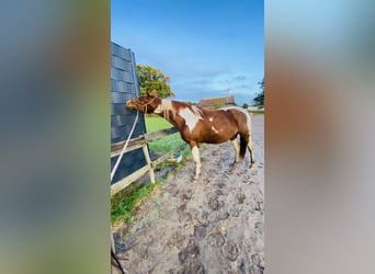 Paint Horse Mix, Merrie, 4 Jaar, 155 cm, Gevlekt-paard