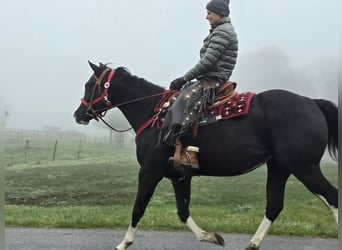 Paint Horse, Merrie, 4 Jaar, 155 cm, Overo-alle-kleuren