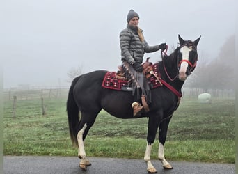 Paint Horse, Merrie, 4 Jaar, 155 cm, Overo-alle-kleuren