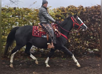 Paint Horse, Merrie, 4 Jaar, 155 cm, Overo-alle-kleuren