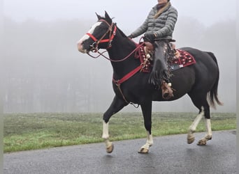 Paint Horse, Merrie, 4 Jaar, 155 cm, Overo-alle-kleuren