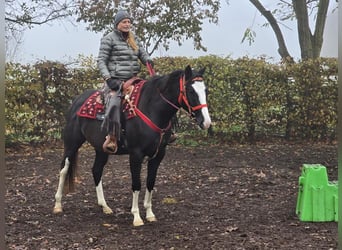 Paint Horse, Merrie, 4 Jaar, 155 cm, Overo-alle-kleuren