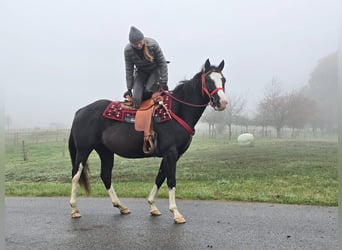 Paint Horse, Merrie, 4 Jaar, 155 cm, Overo-alle-kleuren