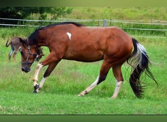 Paint Horse, Merrie, 4 Jaar, Gevlekt-paard