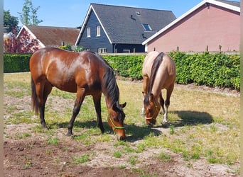 Paint Horse, Merrie, 4 Jaar, Tobiano-alle-kleuren