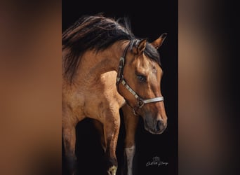 Paint Horse, Merrie, 4 Jaar, Tobiano-alle-kleuren