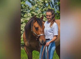 Paint Horse, Merrie, 4 Jaar, Tobiano-alle-kleuren