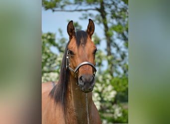 Paint Horse, Merrie, 4 Jaar, Tobiano-alle-kleuren