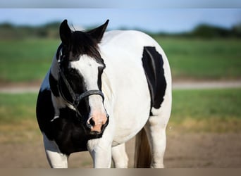 Paint Horse Mix, Merrie, 4 Jaar, Tovereo-alle-kleuren