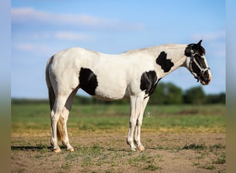 Paint Horse Mix, Merrie, 4 Jaar, Tovereo-alle-kleuren